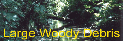 Large Woody Debris