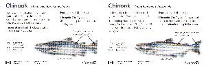 Chinook Salmon ID Card-Rear