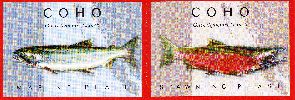 Coho Salmon ID Card-Front