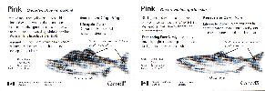 Pink Salmon ID Card-Rear