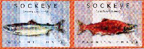 Sockeye Salmon ID Card-Front