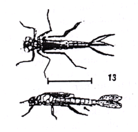 Damselfly